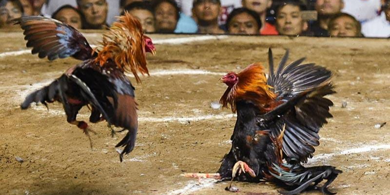 bang-ty-le-keo-da-ga-vsbet-xanh-chinh